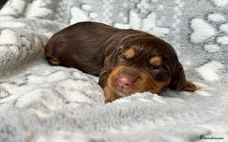 Cocker Spaniel dogs for sale: Champion bred KC health tested cockers  - Image 17