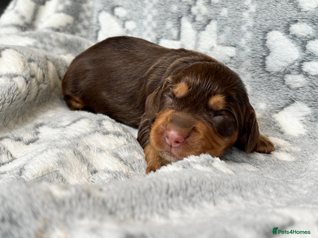 Cocker Spaniel dogs for sale: Champion bred KC health tested cockers  - Image 17