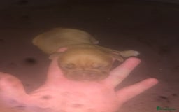 Dogue De Bordeaux dogs for sale: Beautiful dog de Bordeaux puppies full breads  - Image 12