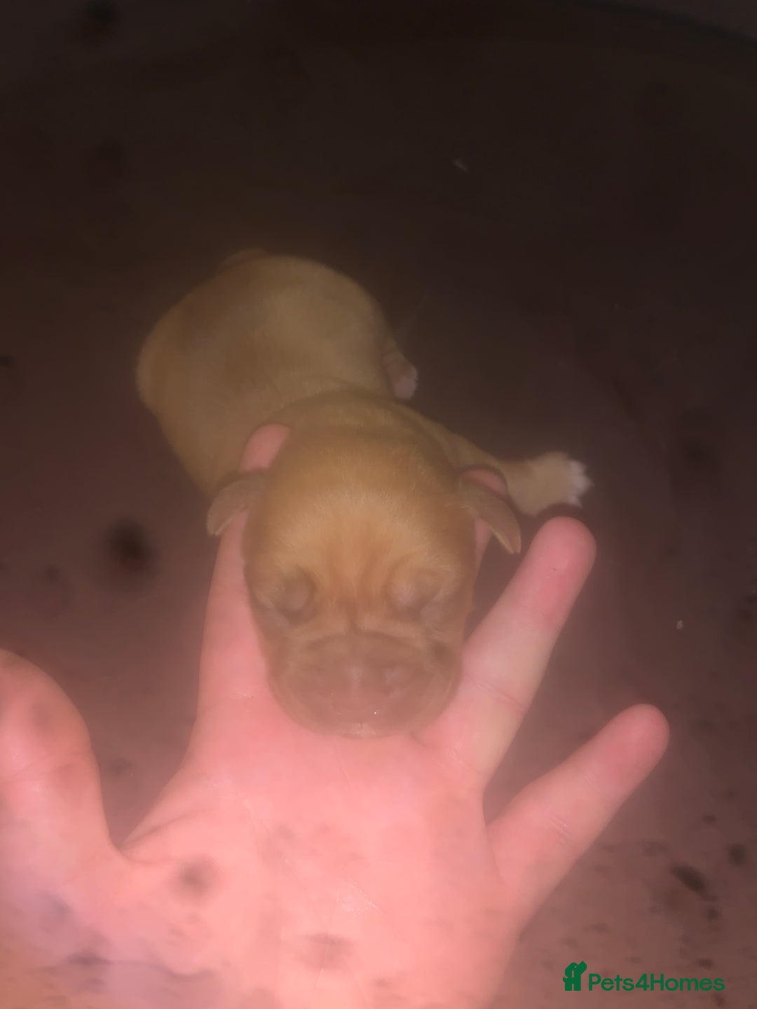 Dogue De Bordeaux dogs for sale: Beautiful dog de Bordeaux puppies full breads  - Image 12