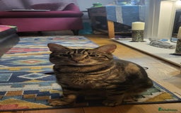 Mixed Breed cats for sale: Tabby FREE to good home  - Image 3