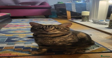 Mixed Breed cats - Advert 10