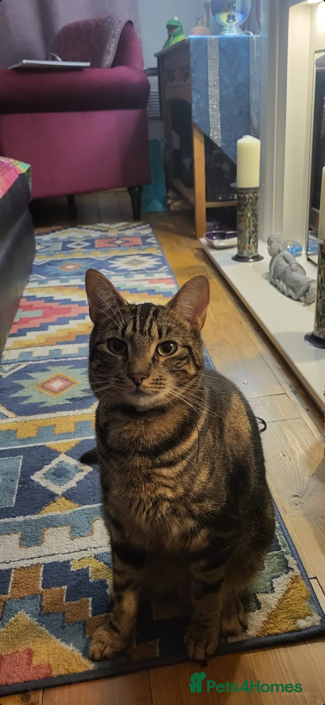 Mixed Breed cats for sale: Tabby FREE to good home  - Image 3