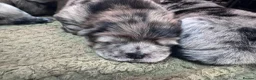 Chow Chow dogs for sale: Beautiful litter of 4 chow chow puppies  - Advert 7