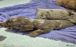 Dachshund dogs for sale: Standard daschunds - Image 4