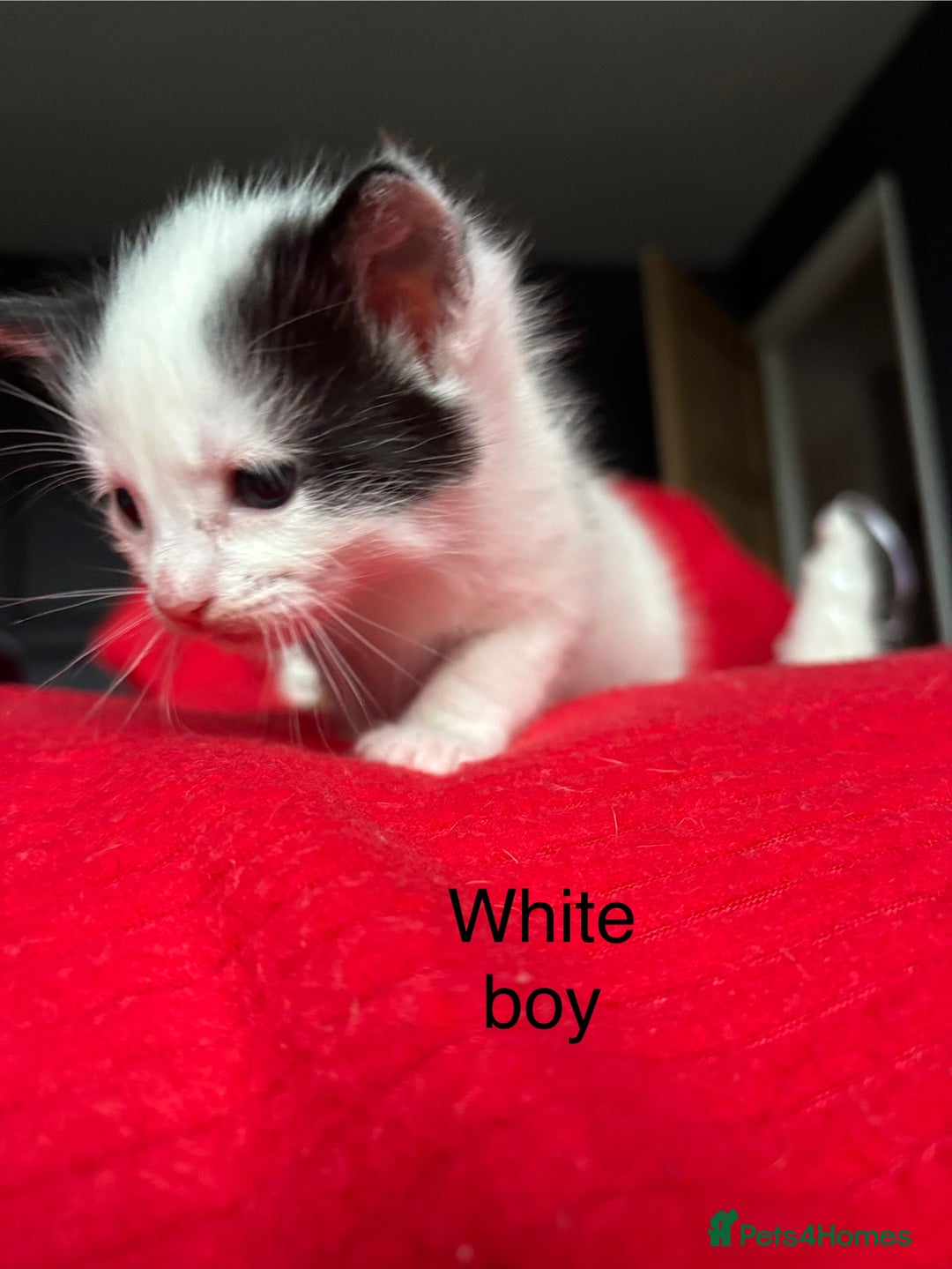Mixed Breed cats for sale: Black and White fluffy kittens  - Advert 12