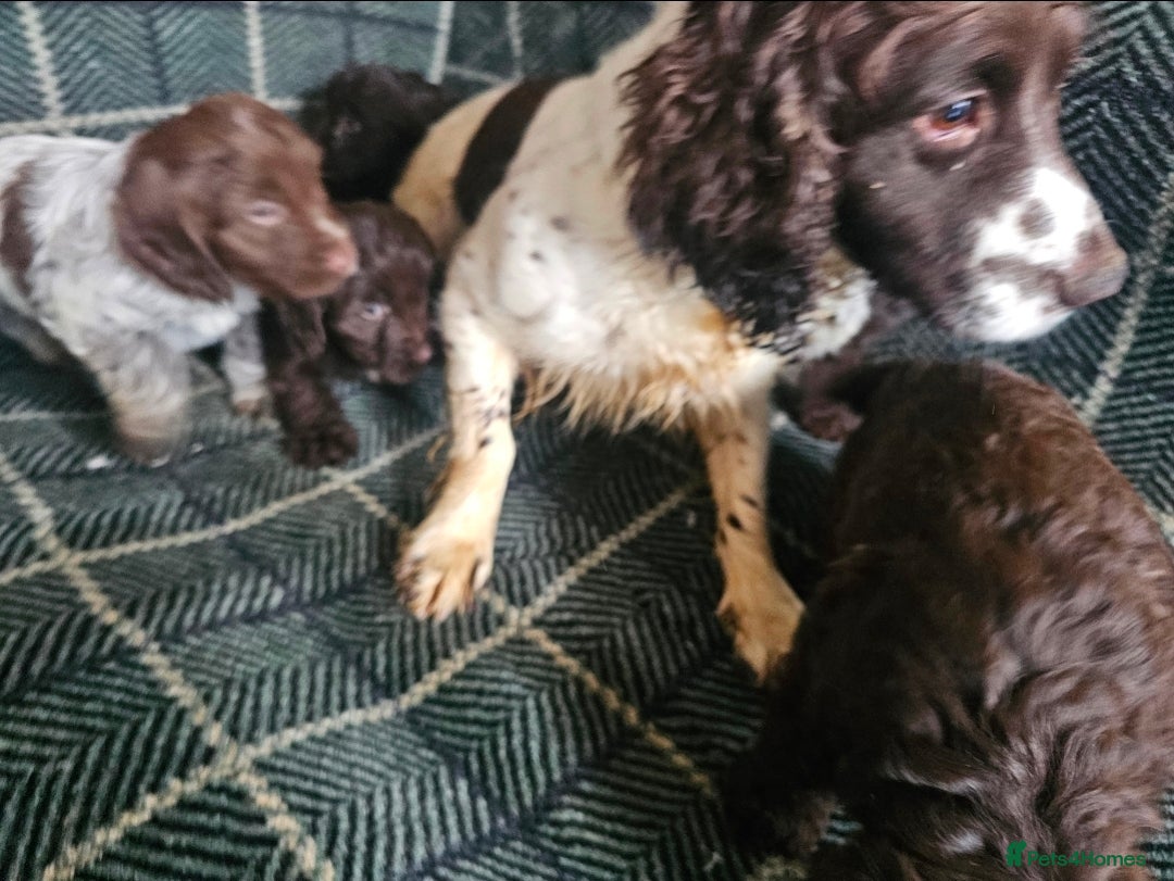 Cockapoo dogs for sale: Cockerapoo puppies F1 - Advert 23