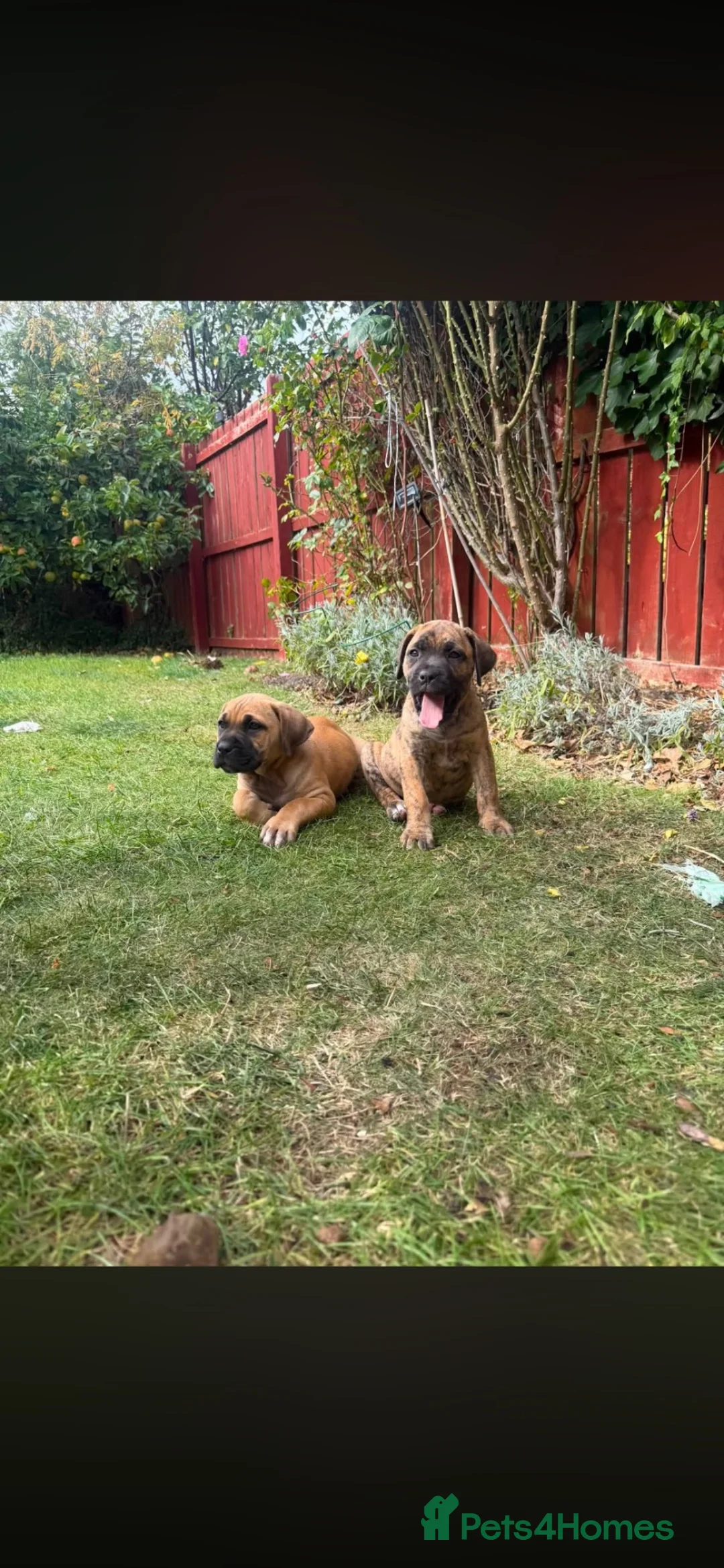 Mixed Breed dogs for sale: Cane Corso x Pressa Canario  - Advert 2