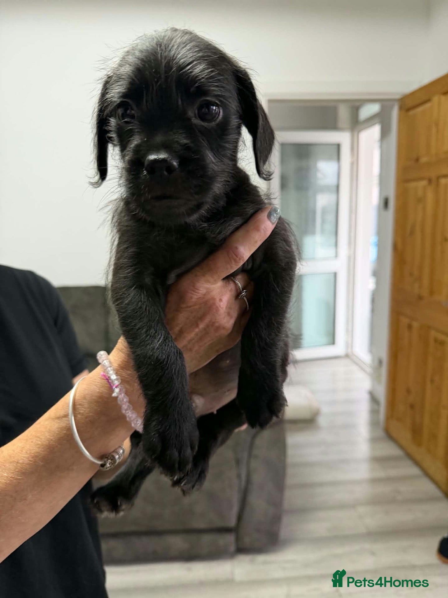 Mixed Breed dogs Ready Now French bulldog x cockapoo - Advert 1