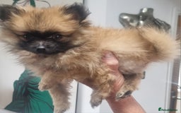 Pomeranian dogs for sale: ** Pomeraniums  - Image 28