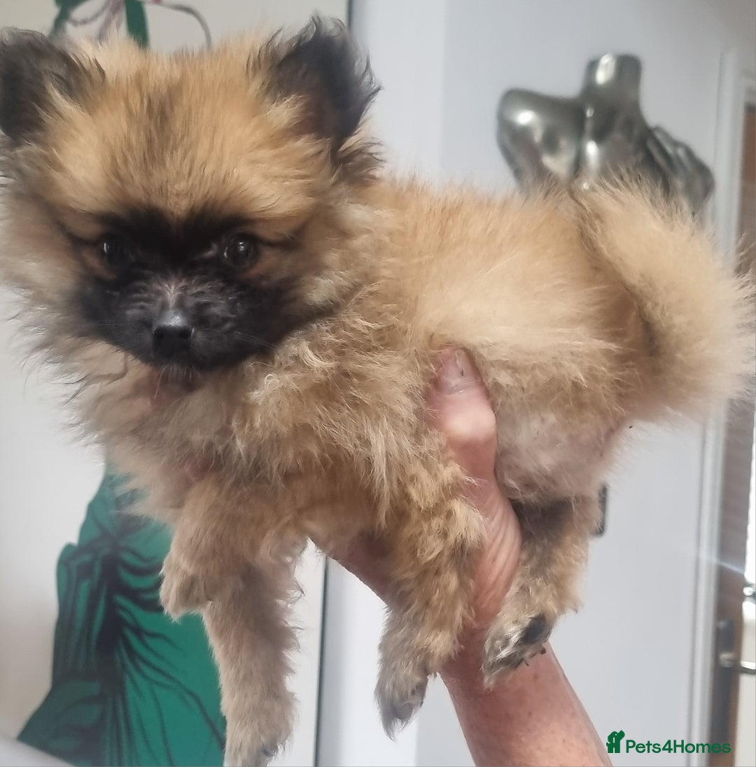 Pomeranian dogs for sale: ** Pomeraniums  - Image 28