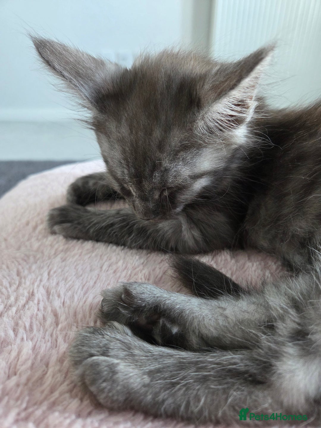 Maine Coon cats for sale: Stunning Maine Coon Kitten - Image 7