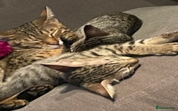 Savannah cats for sale: Glorious Savannah Babies - 1 Boy left - Image 15