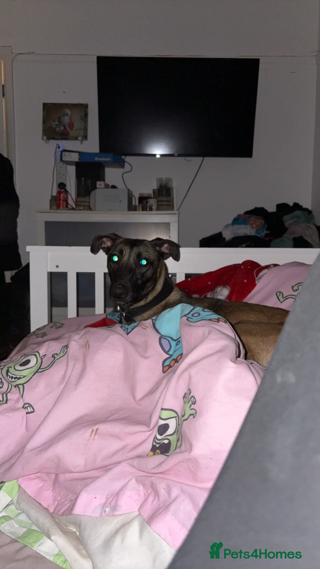 Belgian Shepherd Dog dogs for sale: For sale in Weston-super-Mare - Advert 1