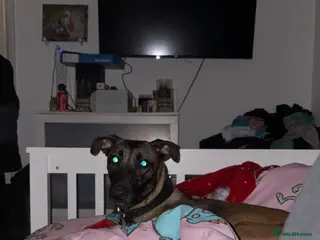 Belgian Shepherd Dog dogs For sale - Advert 1