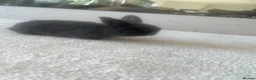 Mini Lop rabbits for sale: Beautiful mini lop bunnies 😍 - Advert 7