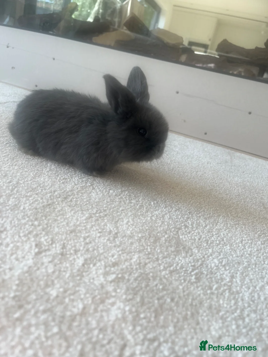 Mini Lop rabbits for sale: Beautiful mini lop bunnies 😍 - Advert 7