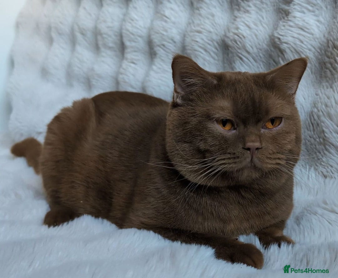 British Shorthair cats for sale: 🏆GCCF / TICA Active –🏅 PROVEN  - Advert 4