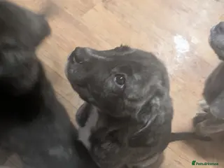 Mixed Breed dogs Cane corso X Alaskan malamute puppies - Advert 1