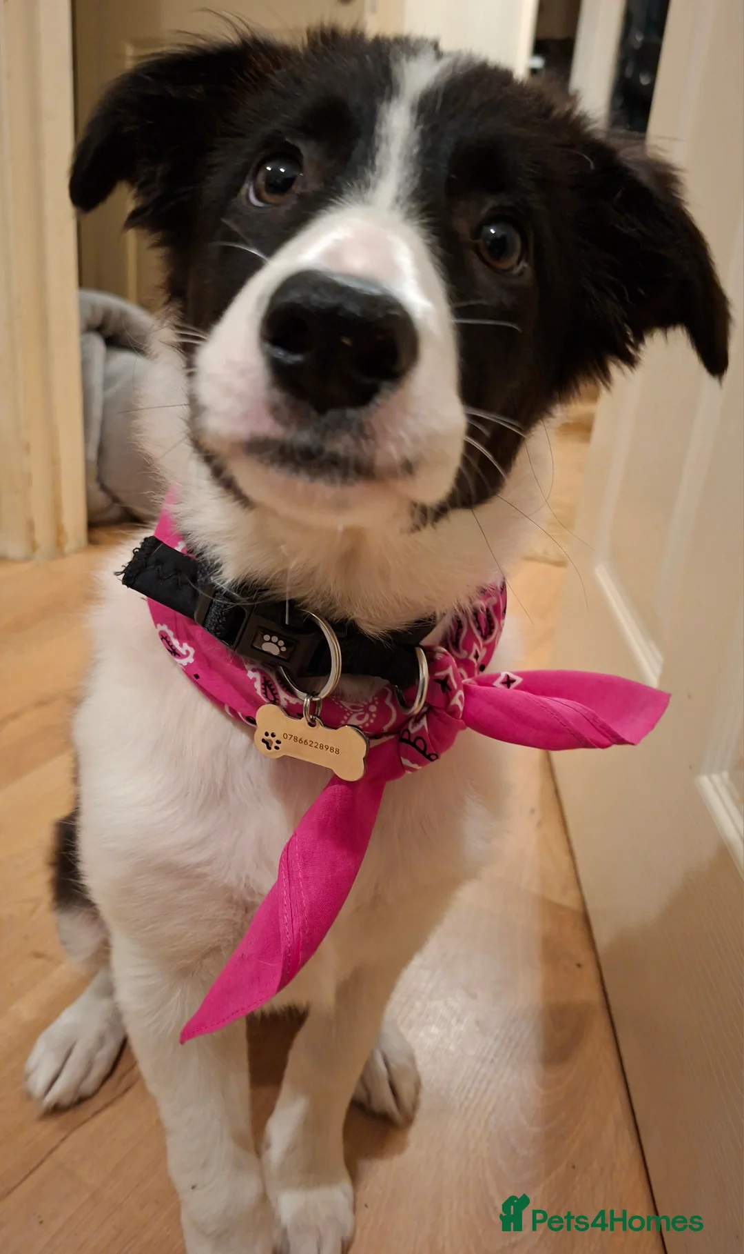 Border Collie dogs for sale: Poppy - Advert 3