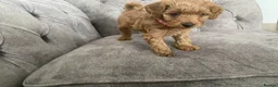 Cockapoo dogs for sale: Toy Poodle Cross Puppies, Mum & Dad Seen, London - Advert 29
