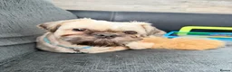 Shih Tzu dogs for sale: Bramley - 2 year old Shih Tzu in Saint Helens - Advert 1