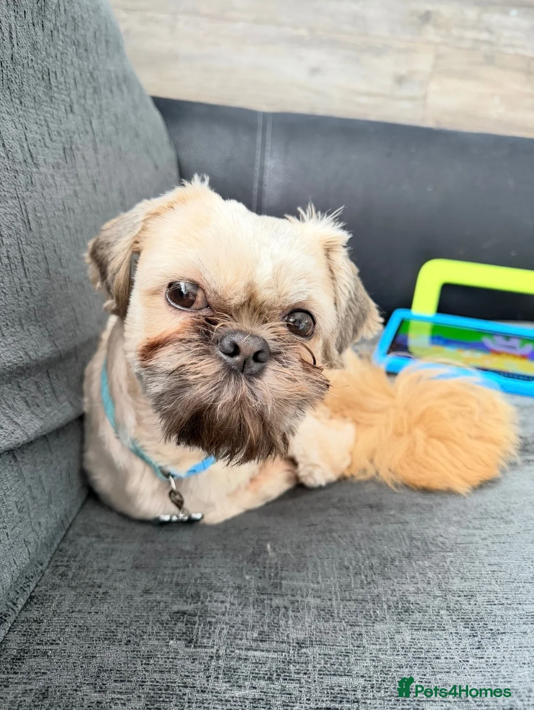 Shih Tzu dogs for sale: Bramley - 2 year old Shih Tzu in Saint Helens - Advert 1