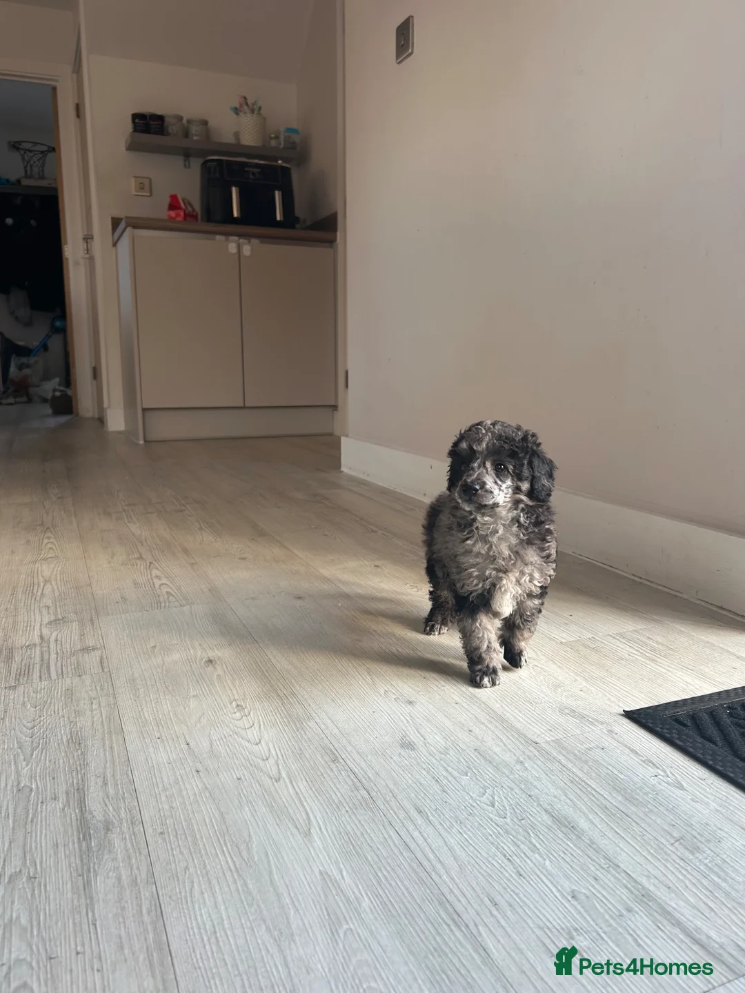 Toy Poodle dogs for sale: Toy poodle for sale  in Colchester - Advert 5