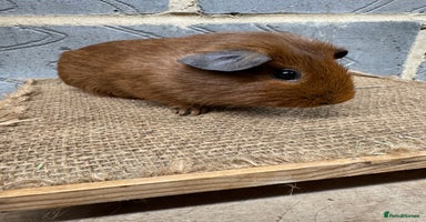 Guinea Pig rodents Young male guinea pigs only for sale  - Advert 4