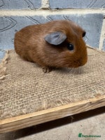 Guinea Pig rodents Young male guinea pigs only for sale - Advert 2
