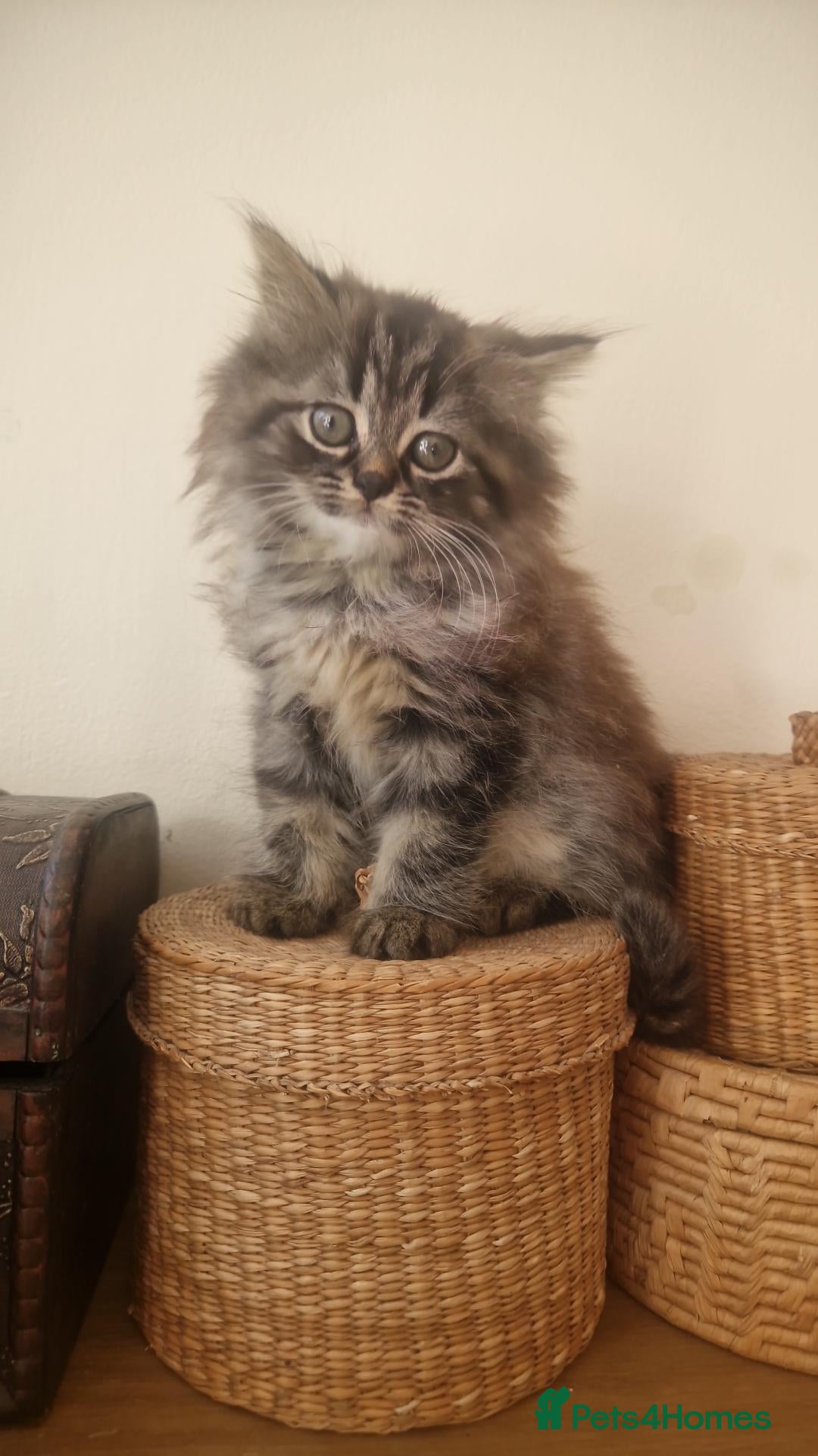 Mixed Breed cats  Persian male kitten  - Advert 3