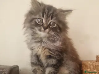 Mixed Breed cats Persian male kitten - Advert 3