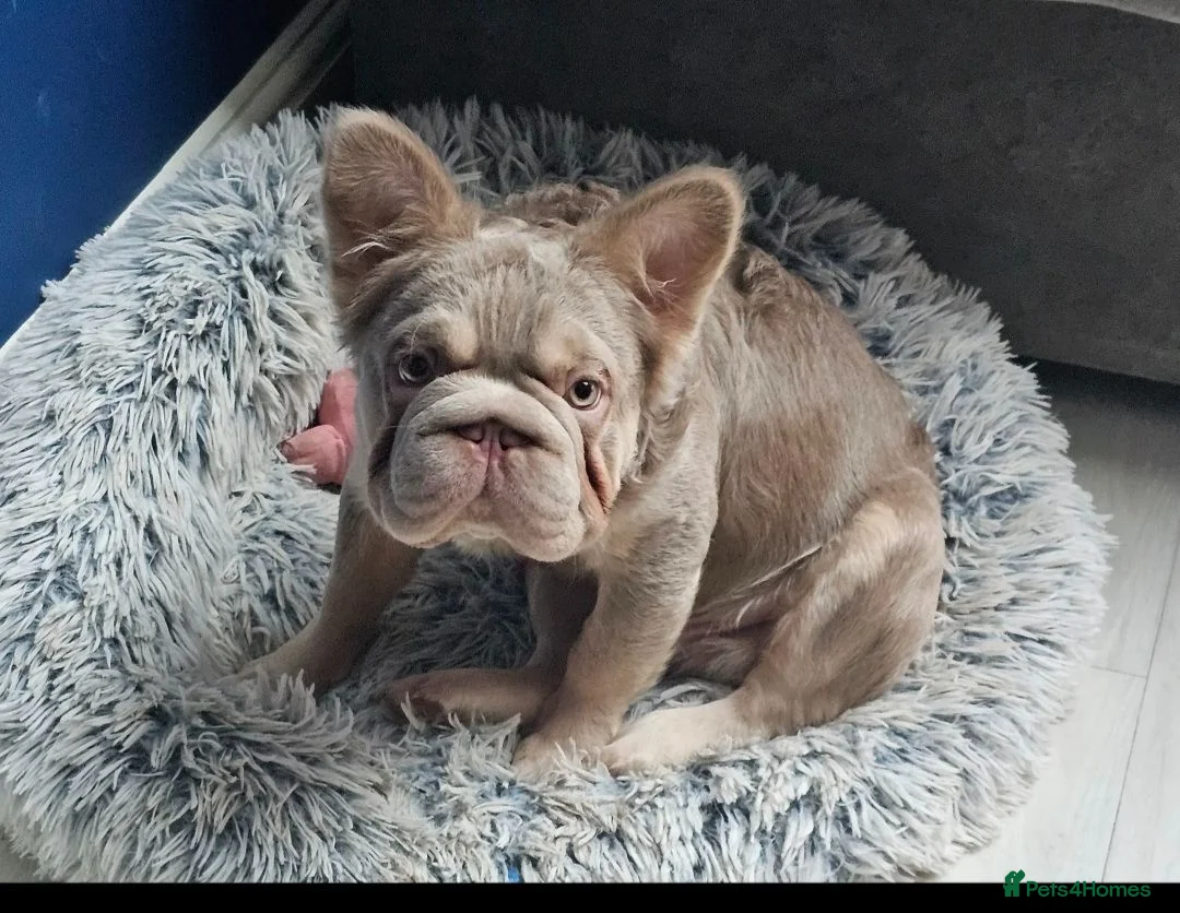French Bulldog dogs for sale: FRENCH BULLDOG fluffy Isabella  - Advert 8