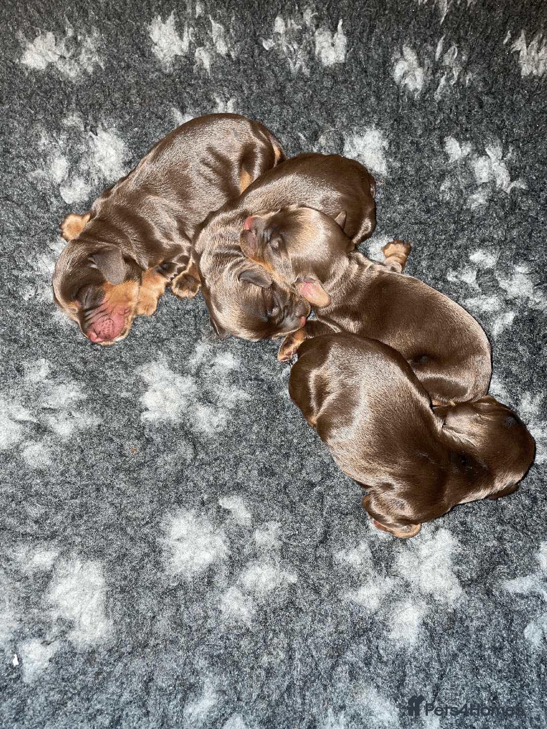 Cocker Spaniel dogs for sale: Cocker Spaniel Pups Outstanding Pedigree Lines! - Advert 33