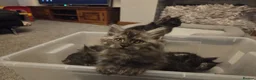 Maine Coon cats for sale: 8 GCCF Pedigree Maine Coon Kittens - Blue & Black  - Advert 12