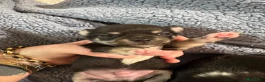 Chihuahua 1