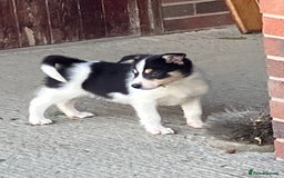 Border Collie dogs for sale: Border Collie puppies for sale  - Image 7