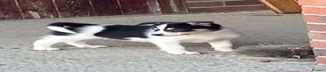Border Collie Puppy 5 Stripey 