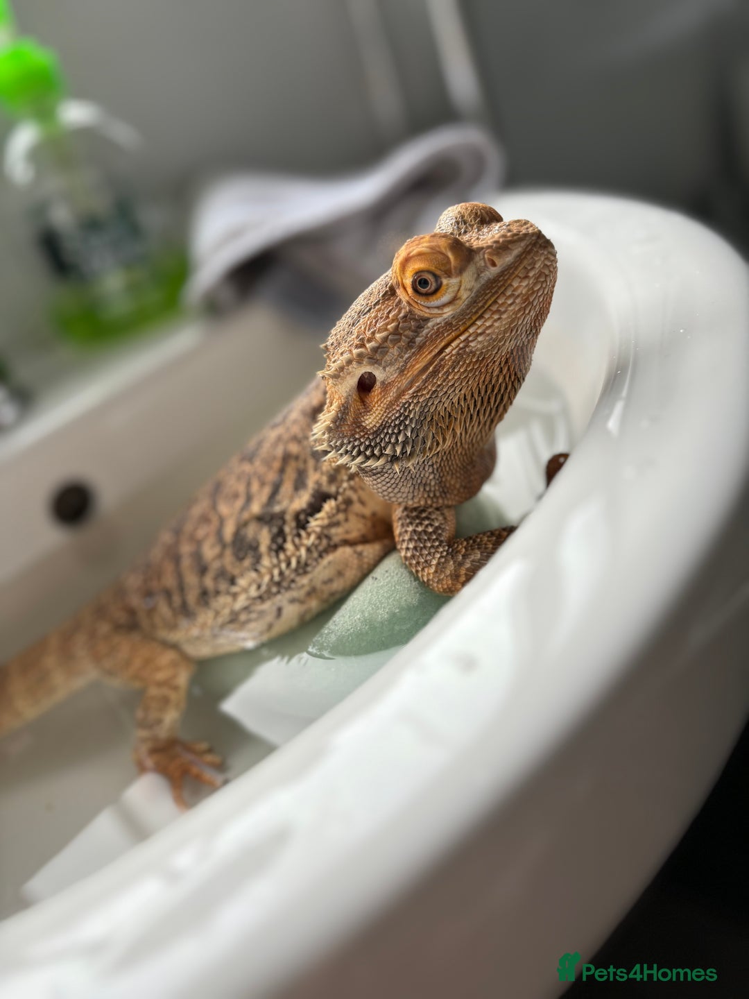 Bearded Dragon reptiles for sale: Bearded dragon for rehoming - Advert 3