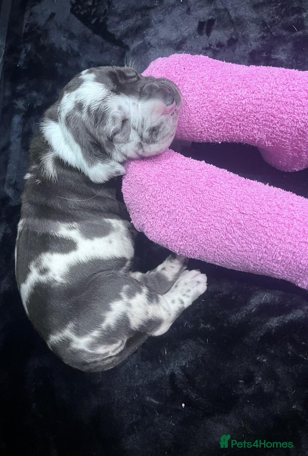 Great Dane dogs for sale: Stunning Great Dane puppies  - Advert 6