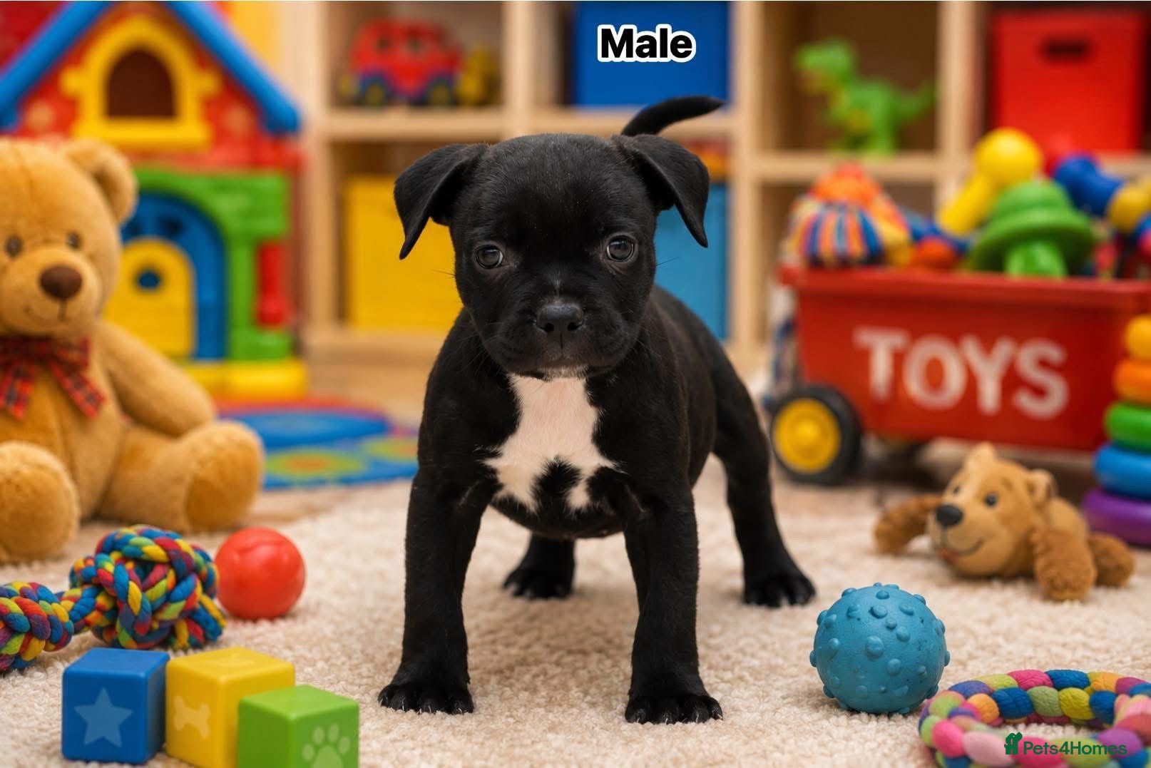 Staffordshire Bull Terrier dogs Incredible black male  - Advert 1
