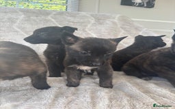 Belgian Shepherd Dog dogs for sale: Belgian shepherds - Advert 1