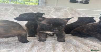 Belgian Shepherd Dog dogs Belgian shepherds - Advert 15