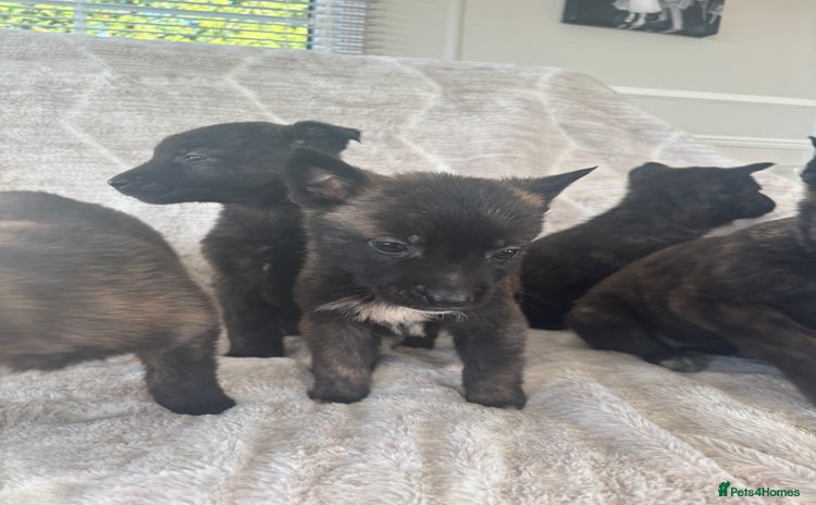 Belgian Shepherd Dog dogs Belgian shepherds - Advert 1