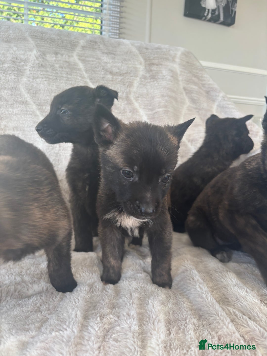 Belgian Shepherd Dog dogs for sale: Belgian shepherds - Advert 1