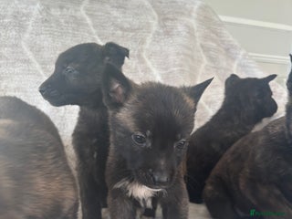 Belgian Shepherd Dog dogs Belgian shepherds - Advert 4