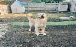 Golden Retriever dogs for stud: Beautiful Golden Retriever Stud  in London - Image 2