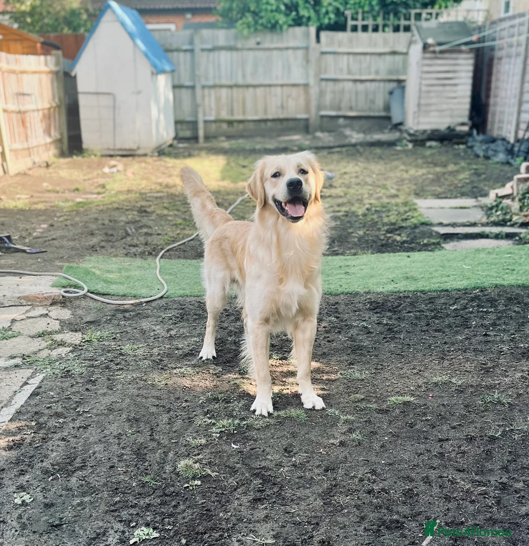 Golden Retriever dogs for stud: Proven Beautiful Golden Retriever Stud  in London - Advert 3