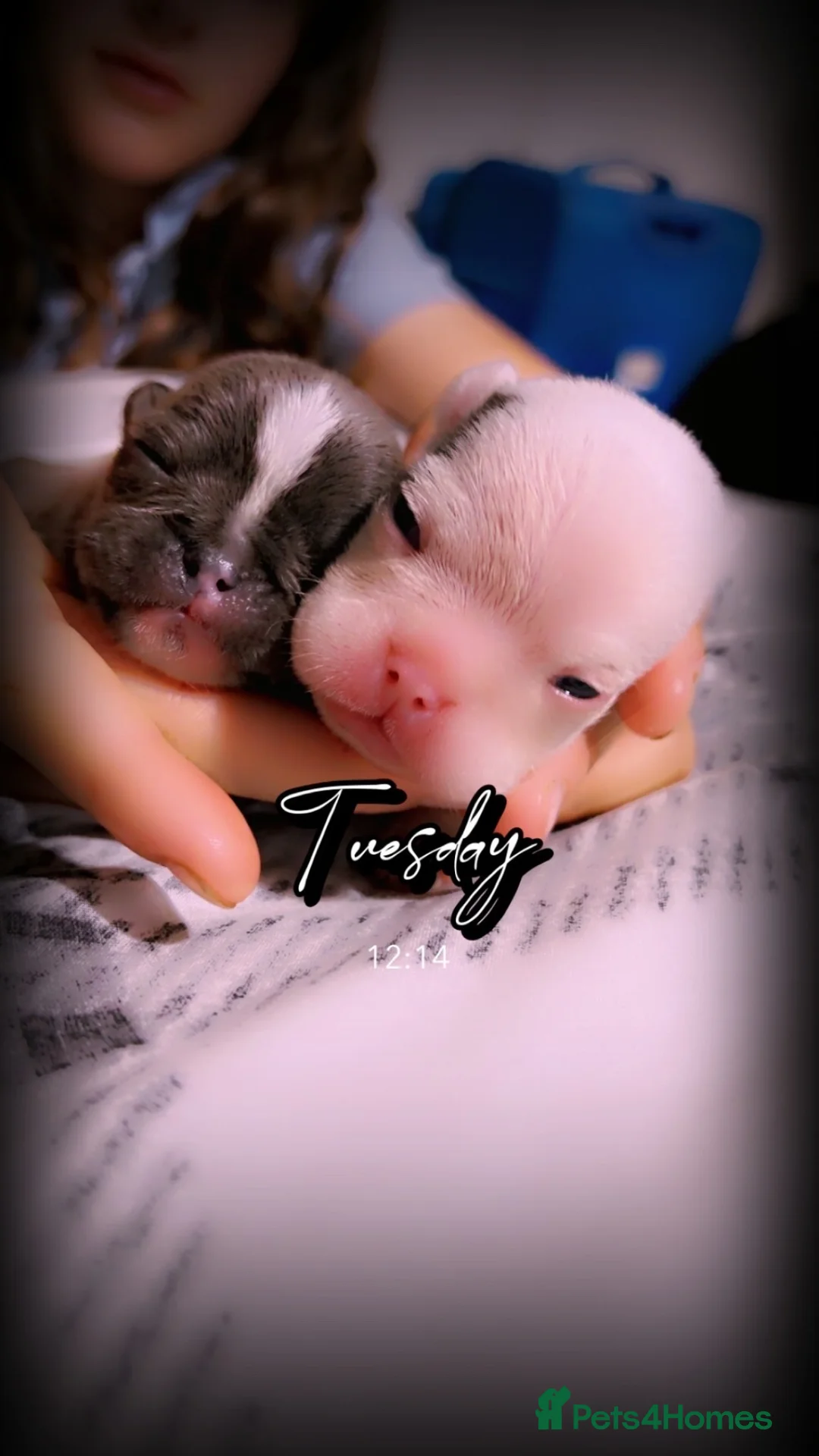 Mixed Breed dogs for sale: English x french bulldogs in Tamworth - Advert 2
