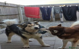 Alaskan Malamute dogs for sale: Alaskan malamute puppies for sale - Image 10